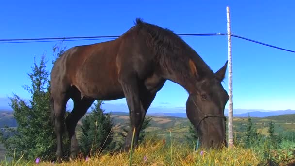 Zwarte paard plakken gras gebonden - Video