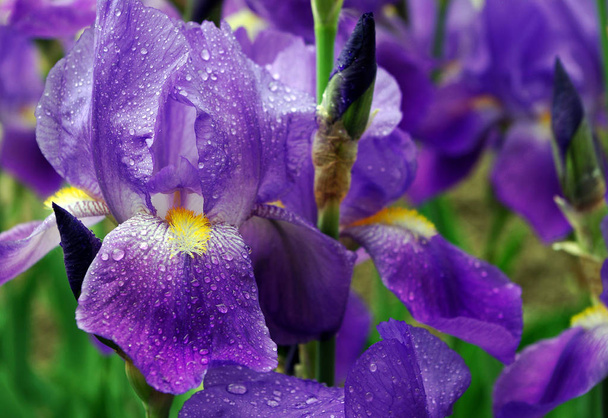  flores de iris en un macizo de flores en el parque
 - Foto, Imagen