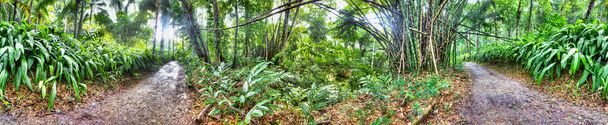 Hermoso bosque en Jamaica
 - Foto, Imagen