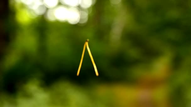 écorces aiguille de pin volant dans l'air
 - Séquence, vidéo