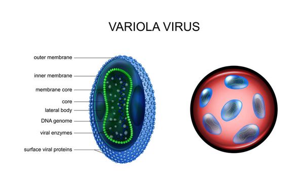 vektoros illusztráció variola, himlő, vírus. különösen veszélyes fertőzések - Vektor, kép