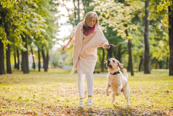Nuori nainen leikkii koiransa Labradorin kanssa puistossa syksyllä. Heittää kepin koiraan.
. - Valokuva, kuva