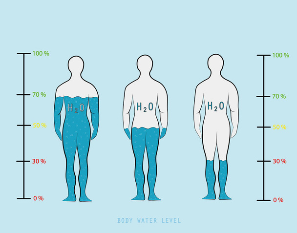 infográfico silhueta mostrando nível percentual de água na ilustração do vetor do corpo humano
 - Vetor, Imagem