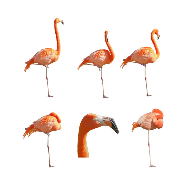 Greater Flamingos dormindo descansando e em pé isolado sobre fundo branco. Pacote de imagens
. - Foto, Imagem