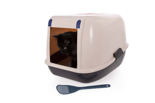 Gato usando uma caixa de areia fechada isolada no backgroun branco
 - Foto, Imagem