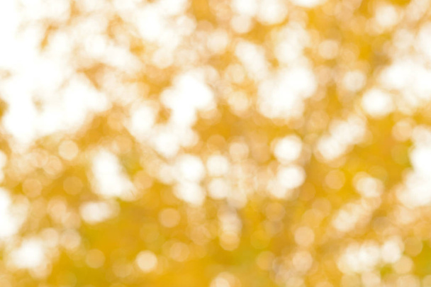 Abstracte herfst boom achtergrond wazig, onscherp op helder. - Foto, afbeelding