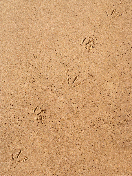 Primo piano di una pista di impronte di gabbiano sulla sabbia bagnata della spiaggia con prospettiva
 - Foto, immagini