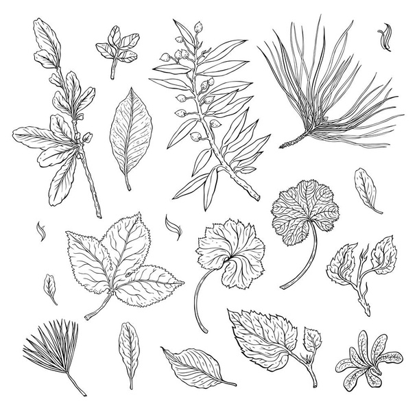 Types of leaf. Outline leaves of different types - Вектор,изображение
