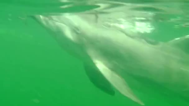 American cute dolphin swimming underwater in the sea of Fort Desoto Park, in the marine reserve of Shell Key Preserve. Near Tampa in Florida, United States of America. - Footage, Video