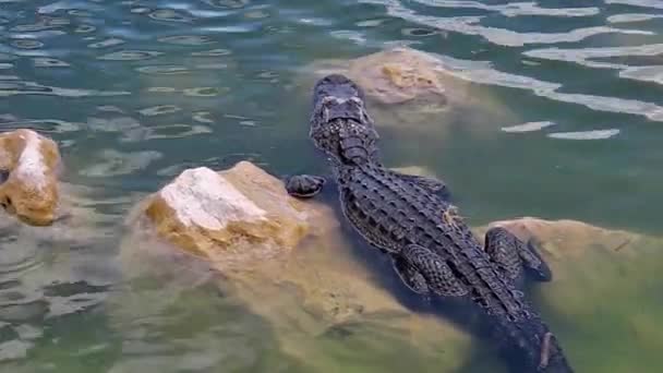 Shark Valley Alligator - Video