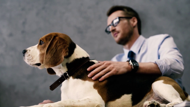 low angle view of handsome businessman in eyeglasses stroking dog at workplace - Filmagem, Vídeo