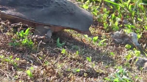 Floride tortue molle gros plan
 - Séquence, vidéo