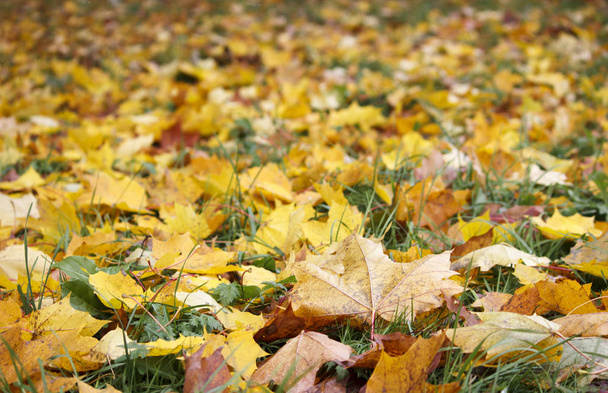 осіннє жовте листя клена в парку лежить на землі
 - Фото, зображення