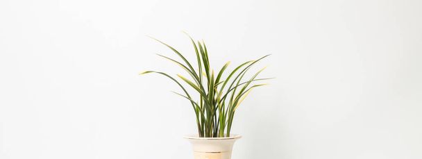 白い背景の上の植木鉢の東洋蘭 - 写真・画像