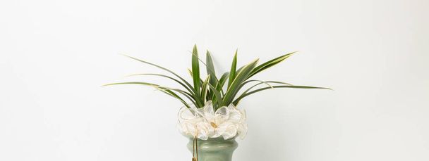 Oriental orchids in a flowerpot on white background - 写真・画像