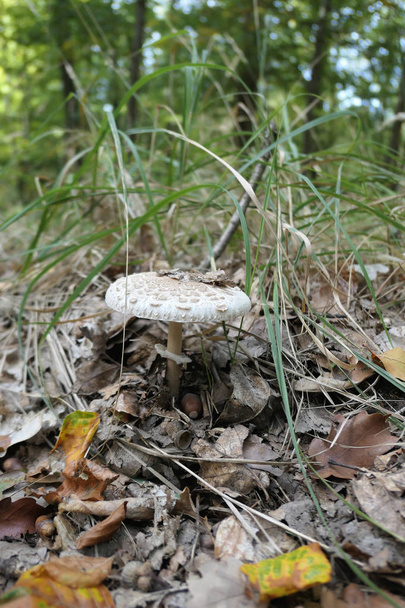 Гриб-зонтик (Macrolepiota procera), растущий в траве леса
. - Фото, изображение