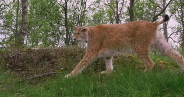 Vieux lynx européen concentré marchant dans la forêt en été
 - Séquence, vidéo