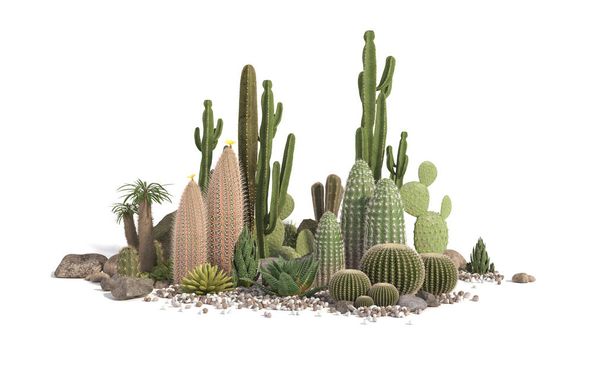 Composição decorativa composta por grupos de diferentes espécies de cactos, aloés e plantas suculentas isoladas sobre fundo branco. Renderização 3D
. - Foto, Imagem