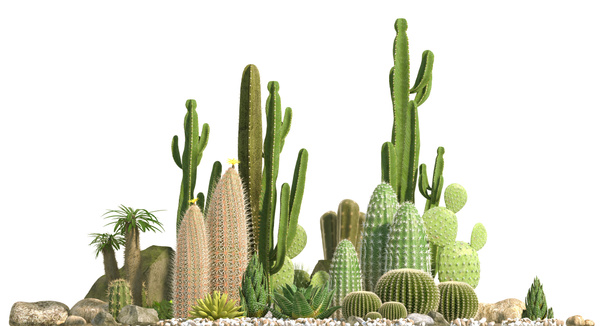 Декоративна композиція складається з груп різних видів кактусів, алое і соковитих рослин, ізольованих на білому тлі. Вид спереду. 3D візуалізація
. - Фото, зображення