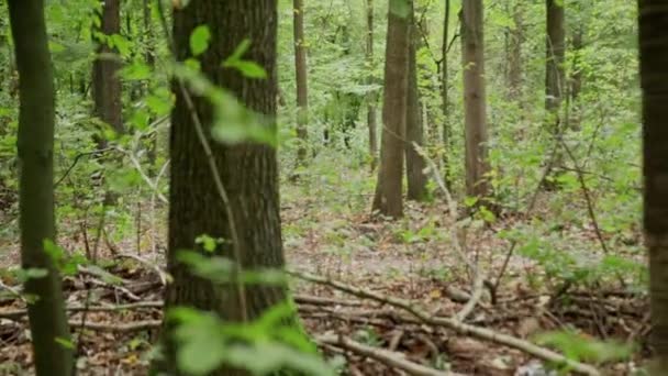 Zombik mászkálnak az erdőben.. - Felvétel, videó