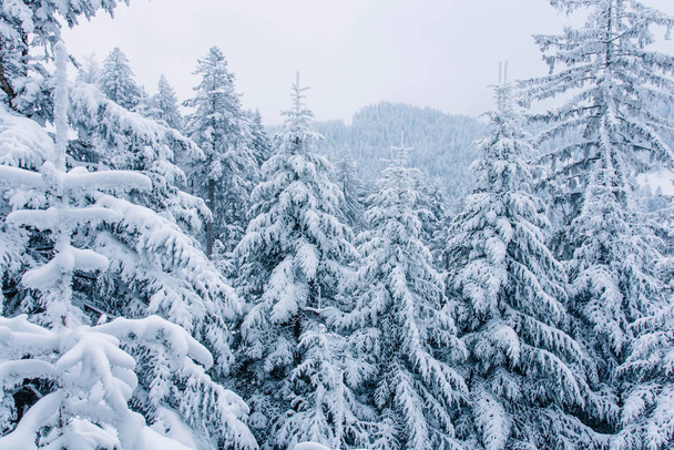 Widok na śniegu pokryte lasem sosnowym w Szwajcarii. - Zdjęcie, obraz