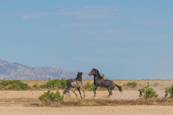 ein paar wilde pferdehengste, die in der wüste utah kämpfen - Foto, Bild