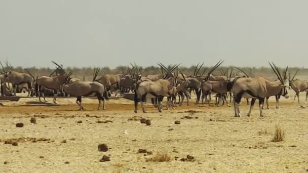 Oryx-állomány, Namíbia - Felvétel, videó