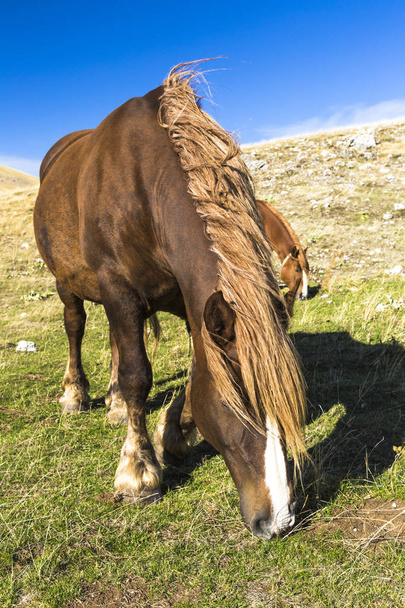Bellissimo cavallo marrone in posa sotto un cielo blu
 - Foto, immagini