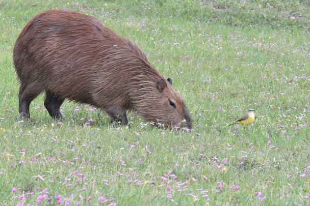 Ruskea Capybara ja keltainen lintu
 - Valokuva, kuva