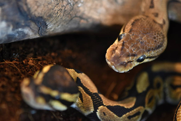 ball python (Python regius) - Fotoğraf, Görsel