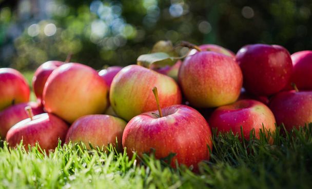 Dojrzałe jabłka jesienne w słoneczny ogród - Zdjęcie, obraz