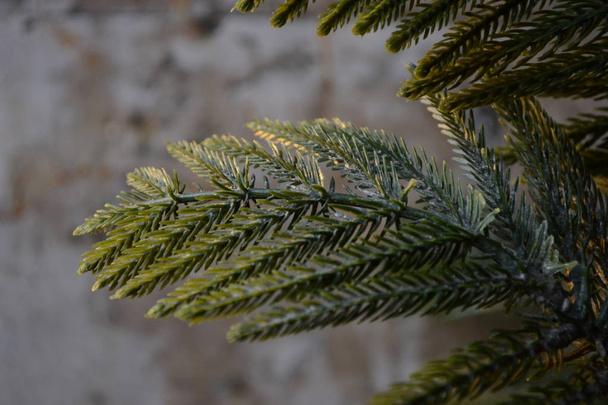 Um ramo de abeto verde close-up
 - Foto, Imagem