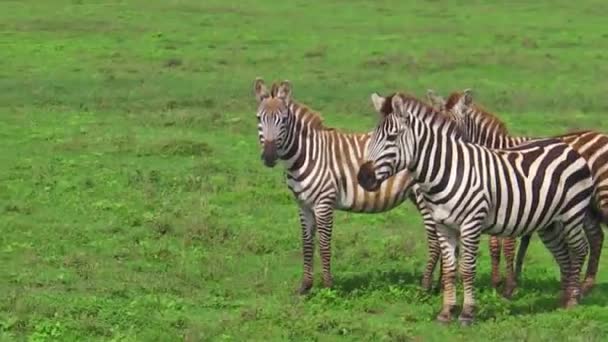 An African zebras eating fresh grass in the savanna of Ngorongoro Crater, Tanzania in Africa. - Footage, Video