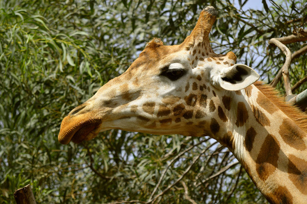 Giraffe Latijnse naam Giraffa camelopardalis - Foto, afbeelding