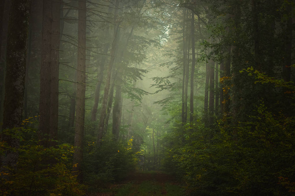 Magic autumn forest, romantic, misty, foggy landscape. - Photo, Image
