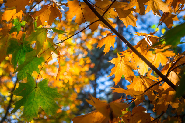 Autum orange,yellow and green leaves in sunny forest. - Zdjęcie, obraz