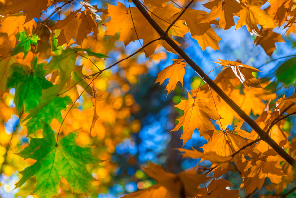 Autum orange, yellow and green leaves in sunny forest. - Photo, Image