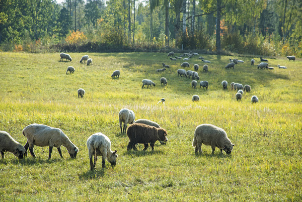 Sheeps of a field. Sunny summer day. - Фото, зображення