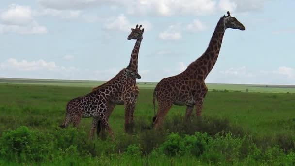 African giraffe family - Footage, Video