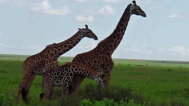 giraffes couple with baby - Footage, Video