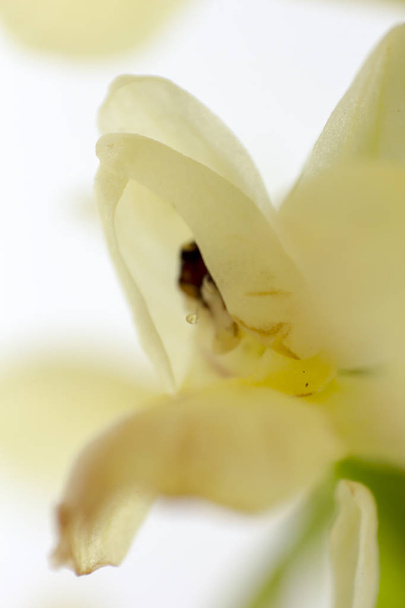 soyut bir makro çiçek Ophrys apifera - Fotoğraf, Görsel