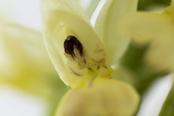 Мбаппе макроцветка Ophrys apifera
 - Фото, изображение