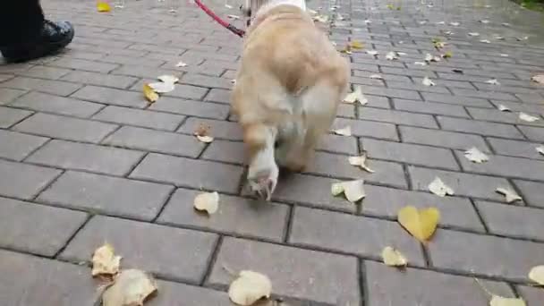 Puppy is walking on the pavement - Video, Çekim