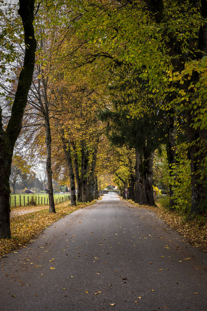 Long sentier entouré de grands arbres aux feuilles automnales colorées dans la célèbre région allemande de Bavière, près de la ville de Fussen
 - Photo, image