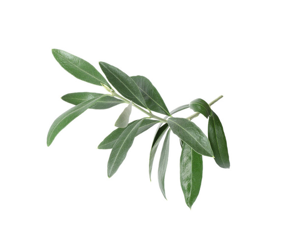 Twig with fresh green olive leaves on white background - Foto, imagen