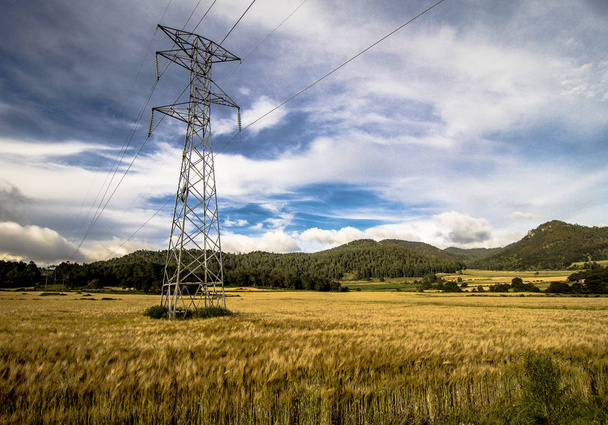 campo de trigo, paisagem com torres elétricas, algumas árvores e caminho
 - Foto, Imagem
