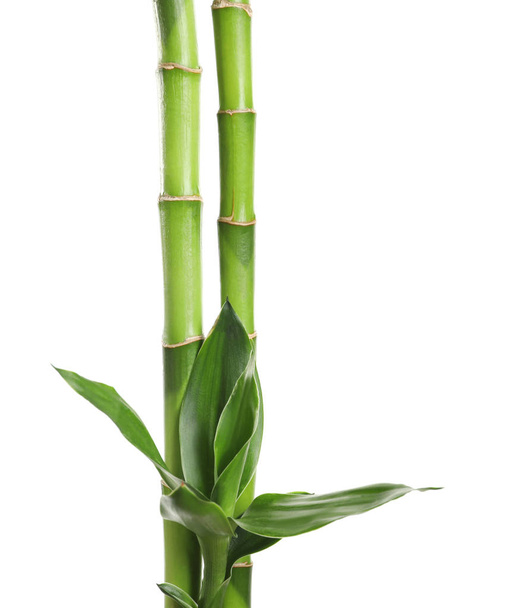 Green bamboo stems with leaves on white background - Foto, Imagen