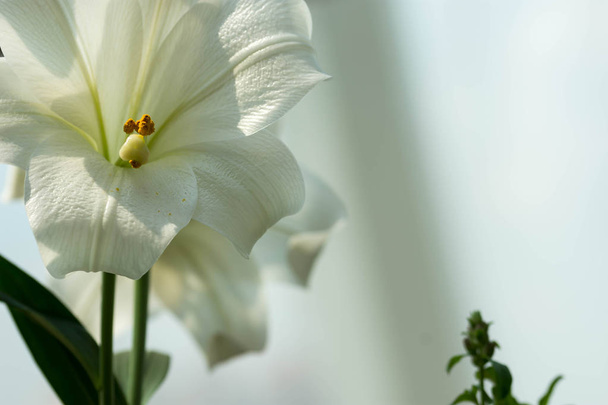 Fotografía borrosa horizontal de longitud completa de blanco y flores con una imagen de fondo borrosa suave con un poco de espacio para el texto
 - Foto, Imagen