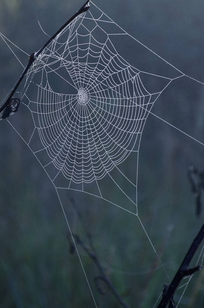 ιστό της αράχνης που άστραφταν σταγόνες δροσιάς μέσα στο δάσος το πρωί - Φωτογραφία, εικόνα