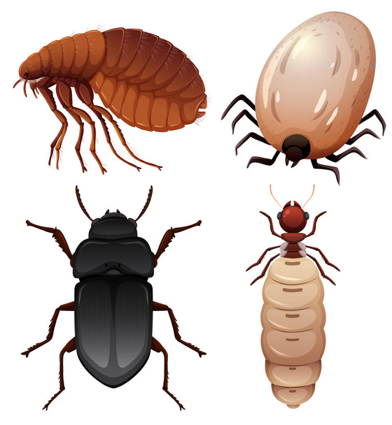 Conjunto de insetos na ilustração de fundo branco
 - Vetor, Imagem